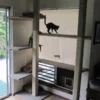Cat Wall Shelf Set